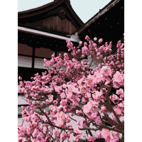 Картина за номерами. Art Craft "Японська вишня" 40x50 см 10527-AC ArtCraft Арт:16072 Картина за номерами. Art Craft "Японська вишня" 40x50 см 10527-AC ArtCraft Арт:16072