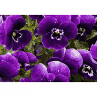 Картина за номерами. Art Craft "Фіалкова ейфорія" 40x50 см 13108-AC ArtCraft Арт:15139 Картина за номерами. Art Craft "Фіалкова ейфорія" 40x50 см 13108-AC ArtCraft Арт:15139