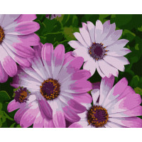 Картина за номерами. Art Craft "Африканські ромашки" 40x50 см 13113-AC ArtCraft Арт:15860 Картина за номерами. Art Craft "Африканські ромашки" 40x50 см 13113-AC ArtCraft Арт:15860