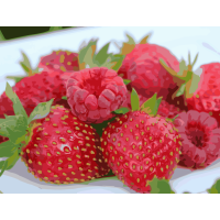 Картина за номерами. Art Craft "Соковитий феєрверк" 40x50 см 12004-AC ArtCraft Арт:15141 Картина за номерами. Art Craft "Соковитий феєрверк" 40x50 см 12004-AC ArtCraft Арт:15141