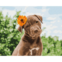 Картина за номерами Brushme. "Собачка милий романтик" GX37552 Brushme Арт:17457 Картина за номерами Brushme. "Собачка милий романтик" GX37552 Brushme Арт:17457