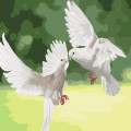 Картина за номерами. "Білі голуби" KHO4149, 40х40 см Ідейка Арт:11300
