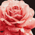Картина за номерами "Досконала троянда" ©art_selena_ua KHO3236, 40х40см Ідейка Арт:36481