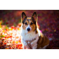 Купить Алмазная вышивка квадратные камни 45 х 30 см Пушистый корги (арт. FS859)