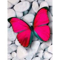 Купить Алмазная вышивка Нежная бабочка-атлас 30 х 40 см (арт. FR460) Купить Алмазная вышивка Нежная бабочка-атлас 30 х 40 см (арт. FR460)