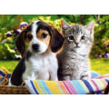 Купить Алмазная вышивка Щенок и котенок 30 х 40 см (арт. FR544)