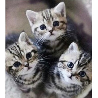 Купить Вышивка стразами Пушистые котята 35 х 40 см (арт. FR607) Купить Вышивка стразами Пушистые котята 35 х 40 см (арт. FR607)