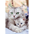 Купить Набор алмазной вышивки Кошка с котенком 30 х 40 см (арт. FS037)