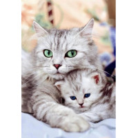 Купить Набор алмазной вышивки Кошка с котенком 30 х 40 см (арт. FS037) Купить Набор алмазной вышивки Кошка с котенком 30 х 40 см (арт. FS037)