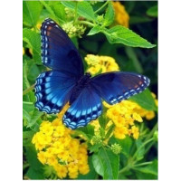 Купить Алмазная вышивка Бабочка-морфо отдыхает 20 х 25 см (арт. FS047) Купить Алмазная вышивка Бабочка-морфо отдыхает 20 х 25 см (арт. FS047)