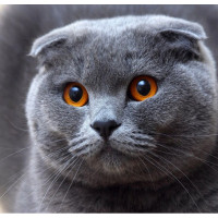 Купить Набор алмазной вышивки Вислоухий котик 30 х 30 см (арт. FS052) Купить Набор алмазной вышивки Вислоухий котик 30 х 30 см (арт. FS052)