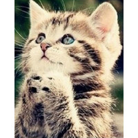 Купить Алмазная вышивка Маленький котенок KLN 20*25 см (арт. FS125) Купить Алмазная вышивка Маленький котенок KLN 20*25 см (арт. FS125)
