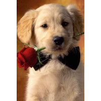 Купить Алмазная вышивка Очаровательный джентльмен 30*20 см (арт. FS128) Купить Алмазная вышивка Очаровательный джентльмен 30*20 см (арт. FS128)