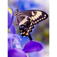 Купить Алмазная вышивка Нежная бабочка 20 х 25 см (арт. FS180) Купить Алмазная вышивка Нежная бабочка 20 х 25 см (арт. FS180)
