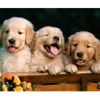 Купить Алмазная мозаика Щенята ретривера 30 х 40 см (арт. FS247) Купить Алмазная мозаика Щенята ретривера 30 х 40 см (арт. FS247)