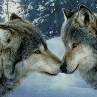 Купить Алмазная вышивка Чувства волков 30 х 40 см (арт. FS252) волки Купить Алмазная вышивка Чувства волков 30 х 40 см (арт. FS252) волки