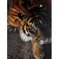 Купить Алмазная вышивка Преданный тигр 30 х 40 см (арт. FS256) Купить Алмазная вышивка Преданный тигр 30 х 40 см (арт. FS256)