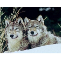Купить Алмазная вышивка Пара волков 31 х 40 см (арт. FS287) Купить Алмазная вышивка Пара волков 31 х 40 см (арт. FS287)