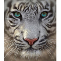 Купить Набор алмазной вышивки Белый тигр 35 х 35 см (арт. FS314) Купить Набор алмазной вышивки Белый тигр 35 х 35 см (арт. FS314)