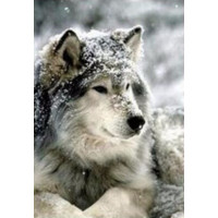 Купить Набор алмазной вышивки Волк в снегу 30 х 40 см (арт. FS333) Купить Набор алмазной вышивки Волк в снегу 30 х 40 см (арт. FS333)