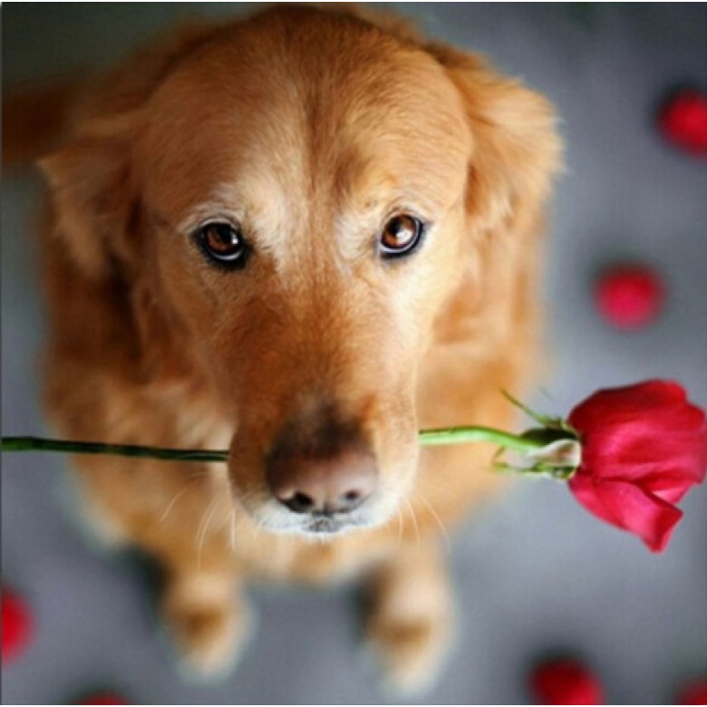 Купить Набор алмазной вышивки Верный друг 50 х 50 см (арт. FS358)