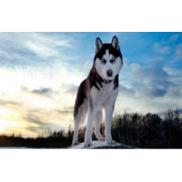 Купить Алмазная мозаика Сильный хаски 30 х 40 см (арт. FS373) Купить Алмазная мозаика Сильный хаски 30 х 40 см (арт. FS373)