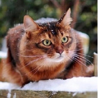 Купить Алмазная мозаика Котик в снегу 30 х 30 см (арт. FS389) Купить Алмазная мозаика Котик в снегу 30 х 30 см (арт. FS389)