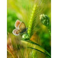 Купить Алмазная мозаика Бабочка на колоске 20 х 25 см (арт. FS447) Купить Алмазная мозаика Бабочка на колоске 20 х 25 см (арт. FS447)