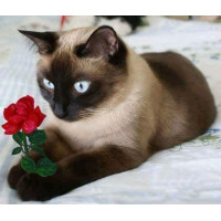 Купить Алмазная вышивка Сиамский кот 30 х 40 см (арт. FS640) квадратные алмазы Купить Алмазная вышивка Сиамский кот 30 х 40 см (арт. FS640) квадратные алмазы