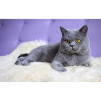 Купить Алмазная мозаика набор Нежный котик 30 х 45 см (арт. FS731) Купить Алмазная мозаика набор Нежный котик 30 х 45 см (арт. FS731)