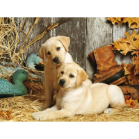 Купить Алмазная вышивка Милые щенки 40 х 30 см (арт. FS798) Купить Алмазная вышивка Милые щенки 40 х 30 см (арт. FS798)