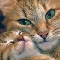 Купить Алмазна мозаїка Ніжні кошенята 30 х 30 см (арт. FS813) Купить Алмазна мозаїка Ніжні кошенята 30 х 30 см (арт. FS813)