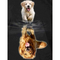 Купить Алмазная вышивка квадратные камни 40 х 50 см Жизнь лабрадора (арт. FS887) Купить Алмазная вышивка квадратные камни 40 х 50 см Жизнь лабрадора (арт. FS887)