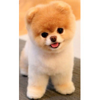 Купить Алмазная вышивка квадратные камни 40 х 30 см Шпиц (арт. FS889) Купить Алмазная вышивка квадратные камни 40 х 30 см Шпиц (арт. FS889)