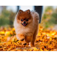 Купить Алмазная вышивка на подрамнике Маленький шпиц 40 х 50 см (арт. TN1183) Купить Алмазная вышивка на подрамнике Маленький шпиц 40 х 50 см (арт. TN1183)