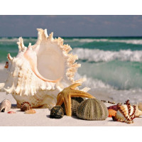 Купить Комплект алмазной вышивки Ракушки у моря 30 х 40 см (арт. FS280) Купить Комплект алмазной вышивки Ракушки у моря 30 х 40 см (арт. FS280)