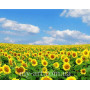 Купить Алмазная вышивка круглые стразы 40 х 50 см на подрамнике Поле подсолнухов (арт. AR-3132) без коробки