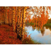 Купить Алмазная вышивка Золотая осень 30 х 40 см (арт. FS258) Купить Алмазная вышивка Золотая осень 30 х 40 см (арт. FS258)