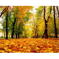 Купить Набор алмазной вышивки Волшебные краски осени 50 х 40 см (арт. FS329) Купить Набор алмазной вышивки Волшебные краски осени 50 х 40 см (арт. FS329)