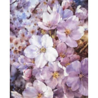 Купить Алмазная вышивка круглые стразы 40 х 50 см на подрамнике Цвет вишни (арт. AR-3102) без коробки Купить Алмазная вышивка круглые стразы 40 х 50 см на подрамнике Цвет вишни (арт. AR-3102) без коробки