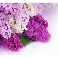 Купить Алмазная вышивка Гроздья сирени 30 х 30 см (арт. FR090) Купить Алмазная вышивка Гроздья сирени 30 х 30 см (арт. FR090)