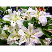 Купить Алмазная мозаика Аромат лилий 30 х 30 см (арт. FR510) Купить Алмазная мозаика Аромат лилий 30 х 30 см (арт. FR510)