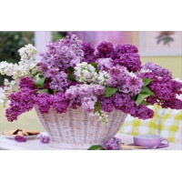 Купить Алмазная вышивка Корзина очаровательной сирени 25 х 20 см (арт. FS082) Купить Алмазная вышивка Корзина очаровательной сирени 25 х 20 см (арт. FS082)