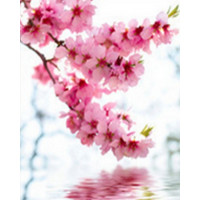 Купить Алмазная вышивка Ветка сакуры весной 25*20 см (арт. FS123) Купить Алмазная вышивка Ветка сакуры весной 25*20 см (арт. FS123)