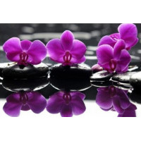 Купить Алмазная вышивка Изысканные орхидеи 40 х 30 см (арт. FS411) Купить Алмазная вышивка Изысканные орхидеи 40 х 30 см (арт. FS411)