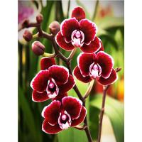 Купить Набор для творчества алмазная мозаика Бархатная орхидея 40 х 30 см (арт. FS586) Купить Набор для творчества алмазная мозаика Бархатная орхидея 40 х 30 см (арт. FS586)