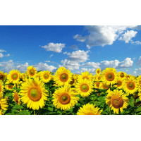 Купить Алмазная мозаика 5D Моя країна Україна 40 х 30 см (арт. FS612) Купить Алмазная мозаика 5D Моя країна Україна 40 х 30 см (арт. FS612)