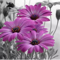 Купить Алмазная мозаика без коробки MyArt Ароматные герберы 20 х 20 см (арт. MA609) Купить Алмазная мозаика без коробки MyArt Ароматные герберы 20 х 20 см (арт. MA609)