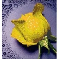 Купить Комплект алмазной вышивки Желтая роза 22 х 22 см (арт. PR061) частичная выкладка Купить Комплект алмазной вышивки Желтая роза 22 х 22 см (арт. PR061) частичная выкладка