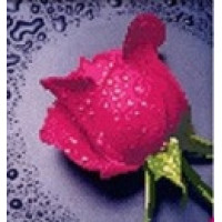 Купить Набор алмазной вышивки Розовая роза 22 х 22 см (арт. PR062) частичная выкладка Купить Набор алмазной вышивки Розовая роза 22 х 22 см (арт. PR062) частичная выкладка
